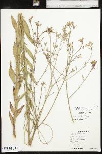 Oenothera filiformis image