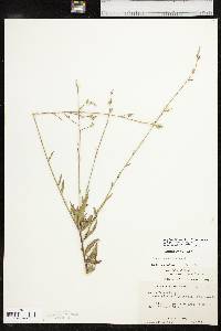 Oenothera filiformis image