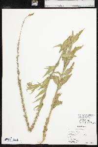 Oenothera curtiflora image