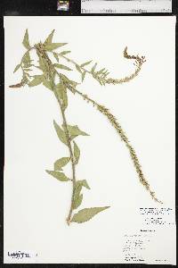 Oenothera curtiflora image