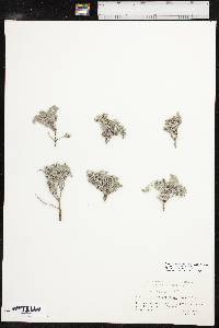 Euploca confertifolia image