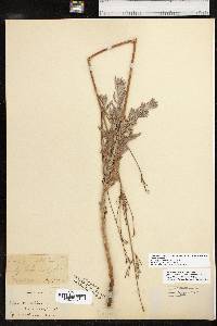 Oenothera cinerea image