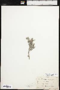 Euploca confertifolia image