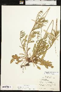 Oenothera mckelveyae image