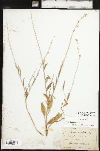 Oenothera patriciae image