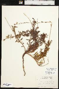 Oenothera sinuosa image