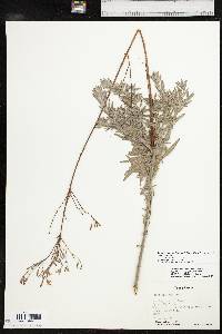 Oenothera cinerea image