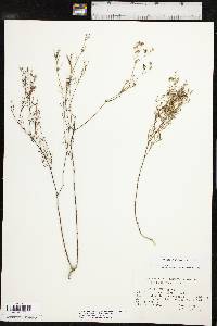 Stenaria nigricans image