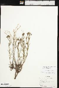 Stenaria nigricans image