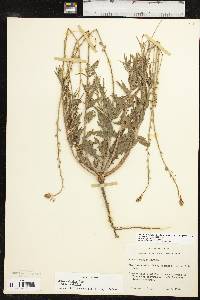 Oenothera suffulta image