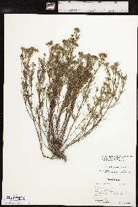 Stenaria nigricans image