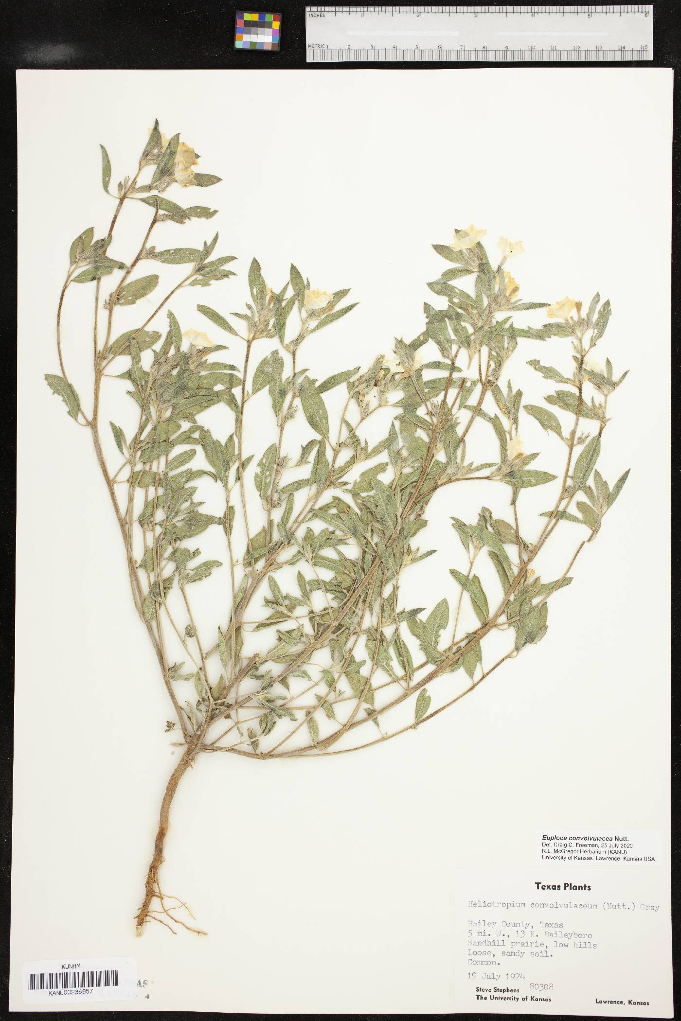 Heliotropium convolvulaceum var. convolvulaceum image