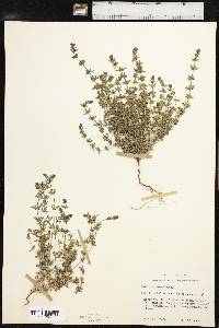 Galium virgatum image