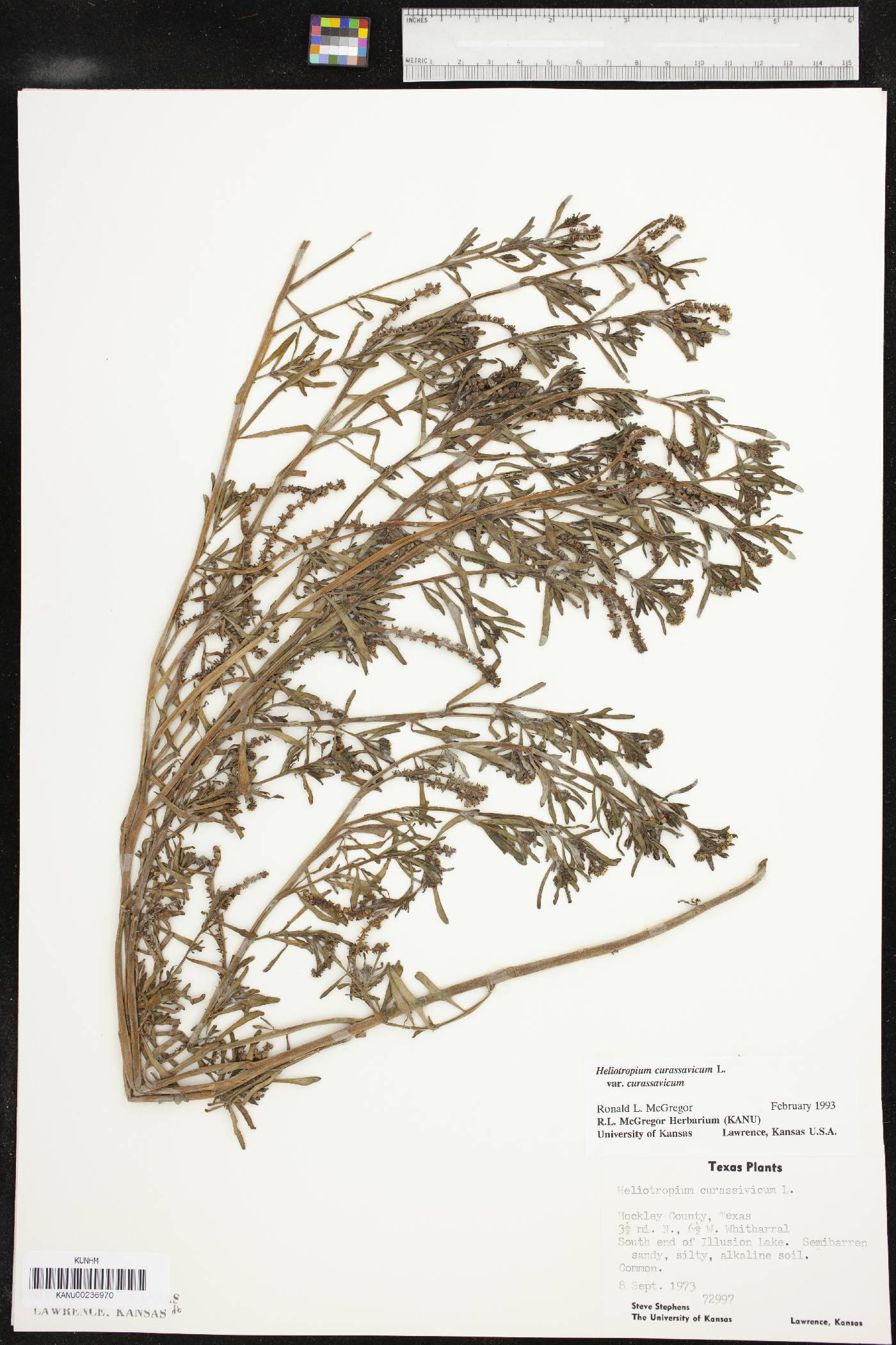 Heliotropium curassavicum var. curassavicum image