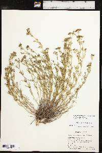 Stenaria nigricans image