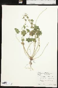 Geranium pusillum image