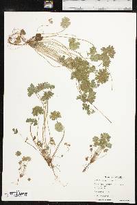 Geranium pusillum image