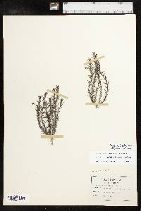 Sophronanthe hispida image