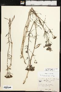 Stenaria nigricans image