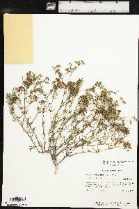 Stenaria nigricans image