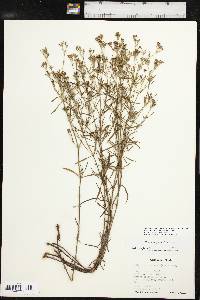 Stenaria nigricans image