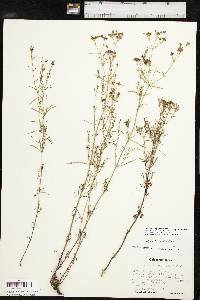 Stenaria nigricans image