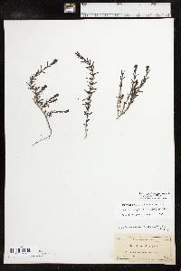 Sophronanthe hispida image