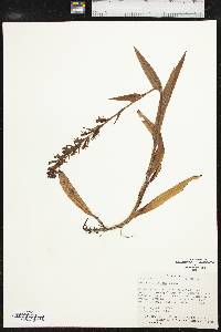 Habenaria repens image
