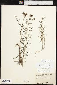Stenaria nigricans image