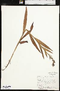 Habenaria repens image