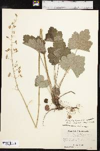 Heuchera richardsonii image