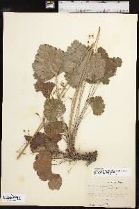 Heuchera americana var. hirsuticaulis image