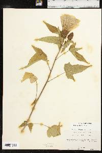 Hibiscus laevis image