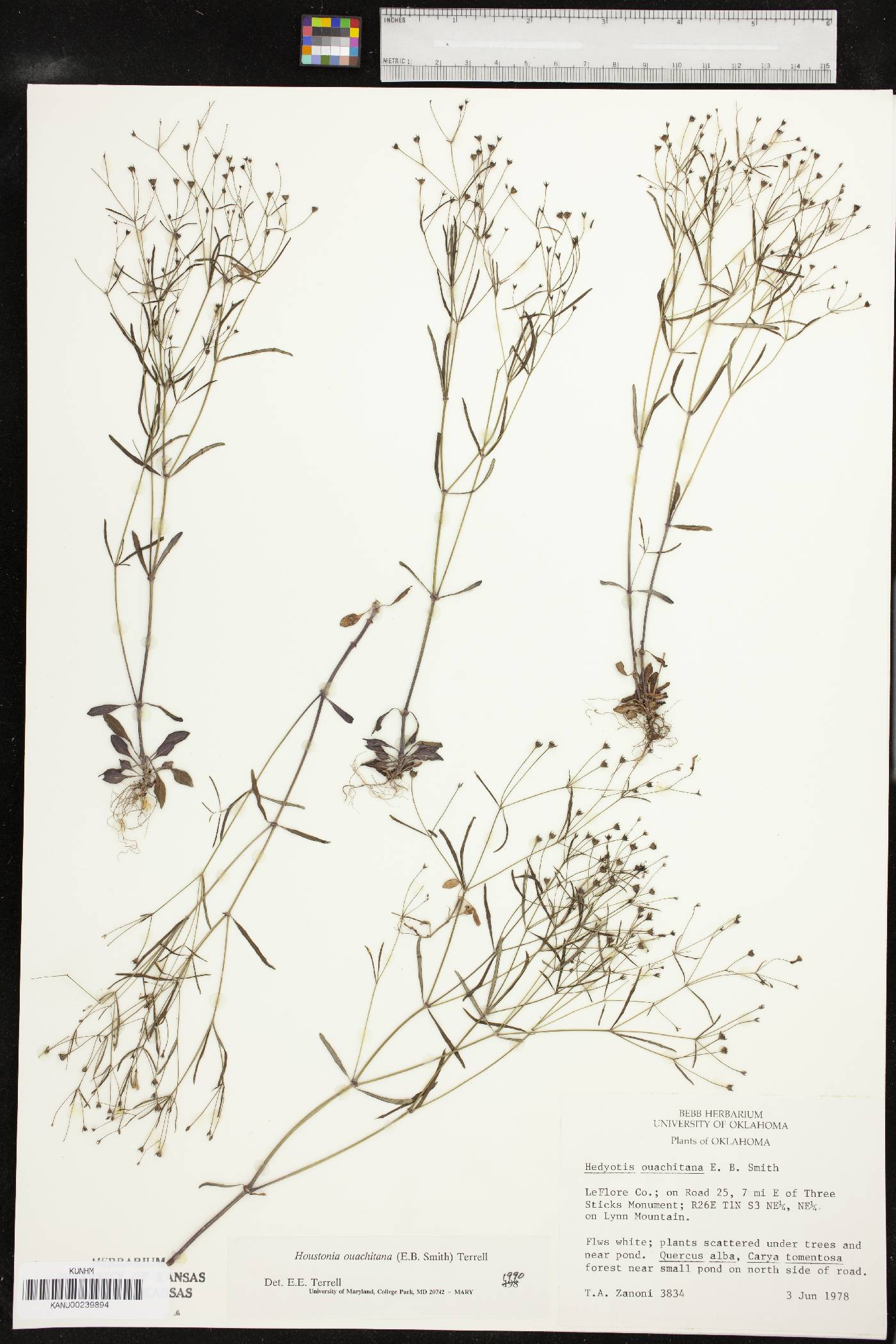 Houstonia ouachitana image