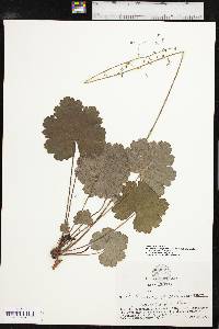 Heuchera americana var. hirsuticaulis image