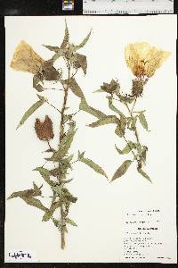 Hibiscus laevis image