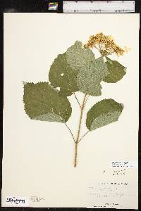 Hydrangea cinerea image