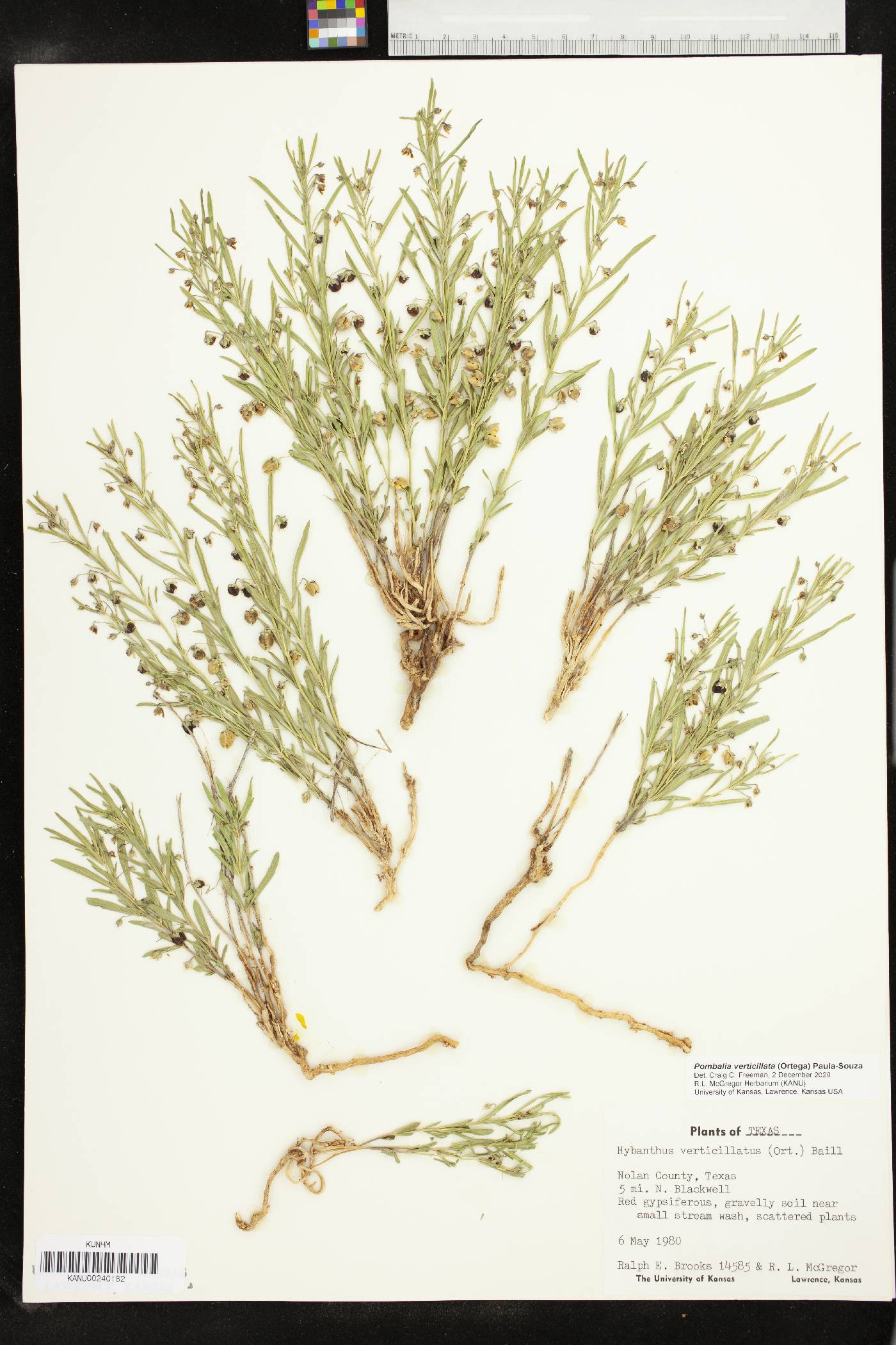 Pombalia verticillata image