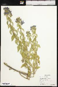 Hydrolea ovata image