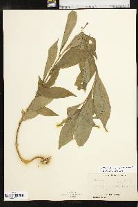 Cubelium concolor image