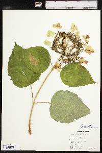 Hydrangea cinerea image