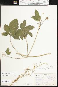 Humulus japonicus image