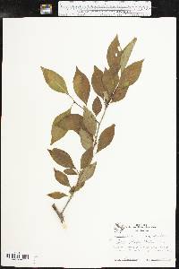 Ilex ambigua image