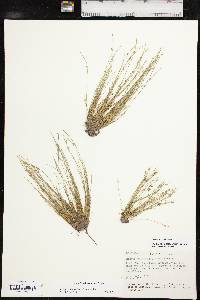 Isolepis carinata image