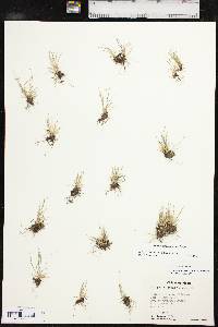 Isolepis carinata image