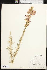 Ipomopsis rubra image
