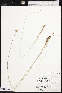 Juncus interior image