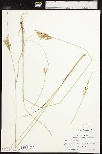 Juncus interior image