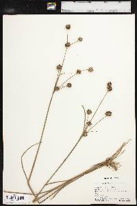 Juncus megacephalus image