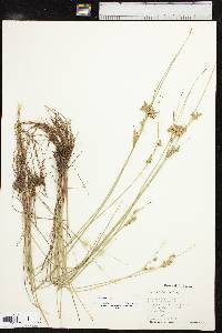 Juncus interior image